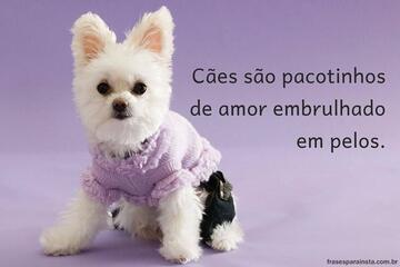 Imagem do post Frases para Fotos com Cachorro +60 Opções de Legendas Prontas para Usar com o Doguinho